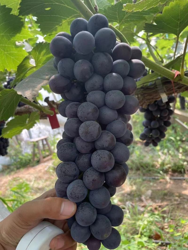 夏黑葡萄