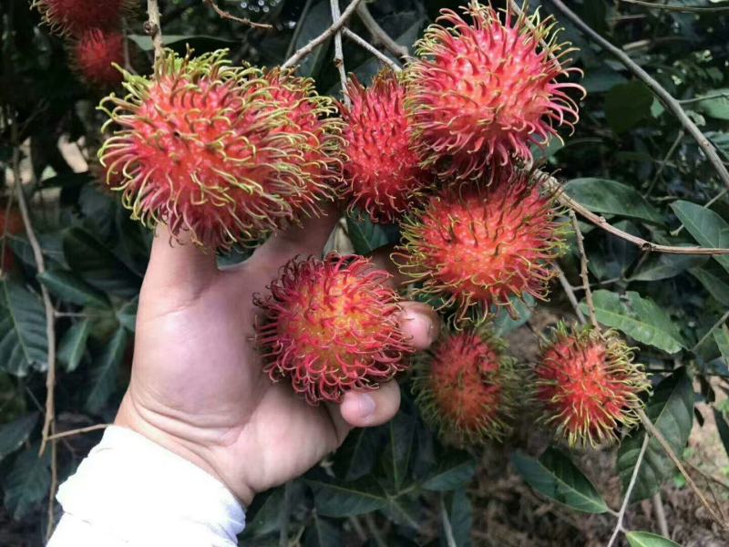顺丰空运包邮~海南保亭精品红毛丹，海南毛荔枝