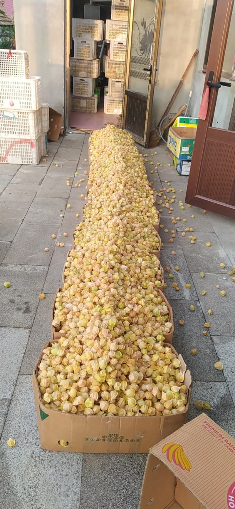 菇娘果