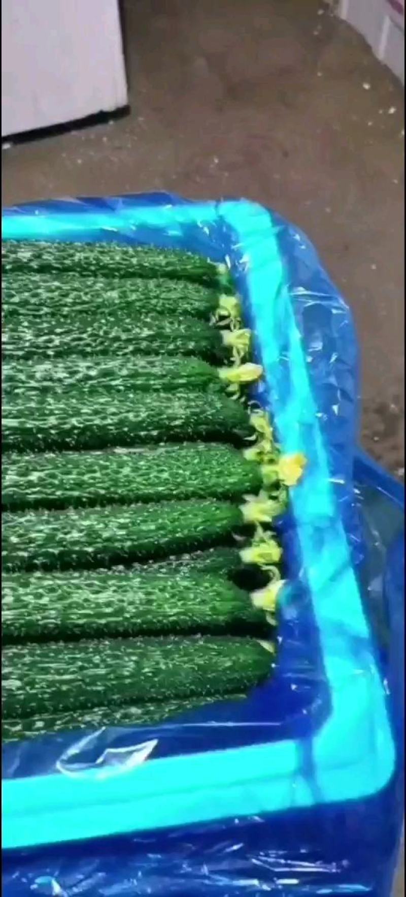 密刺黄瓜