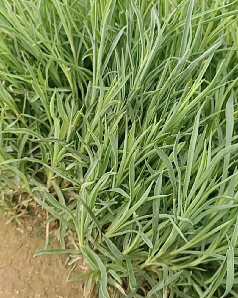 优质：地被石竹（可代替草皮）基地直发可视频看货量大价优