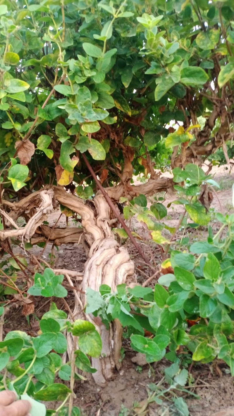 金银花老桩基地直销～常年供应金银花盆景绿化占地苗木