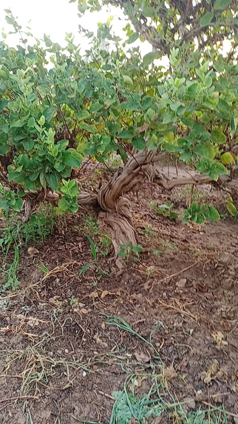金银花老桩基地直销～常年供应金银花盆景绿化占地苗木