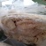 牛肚.国产半成品水煮牛肚.实物实拍质量.一件也是批发价