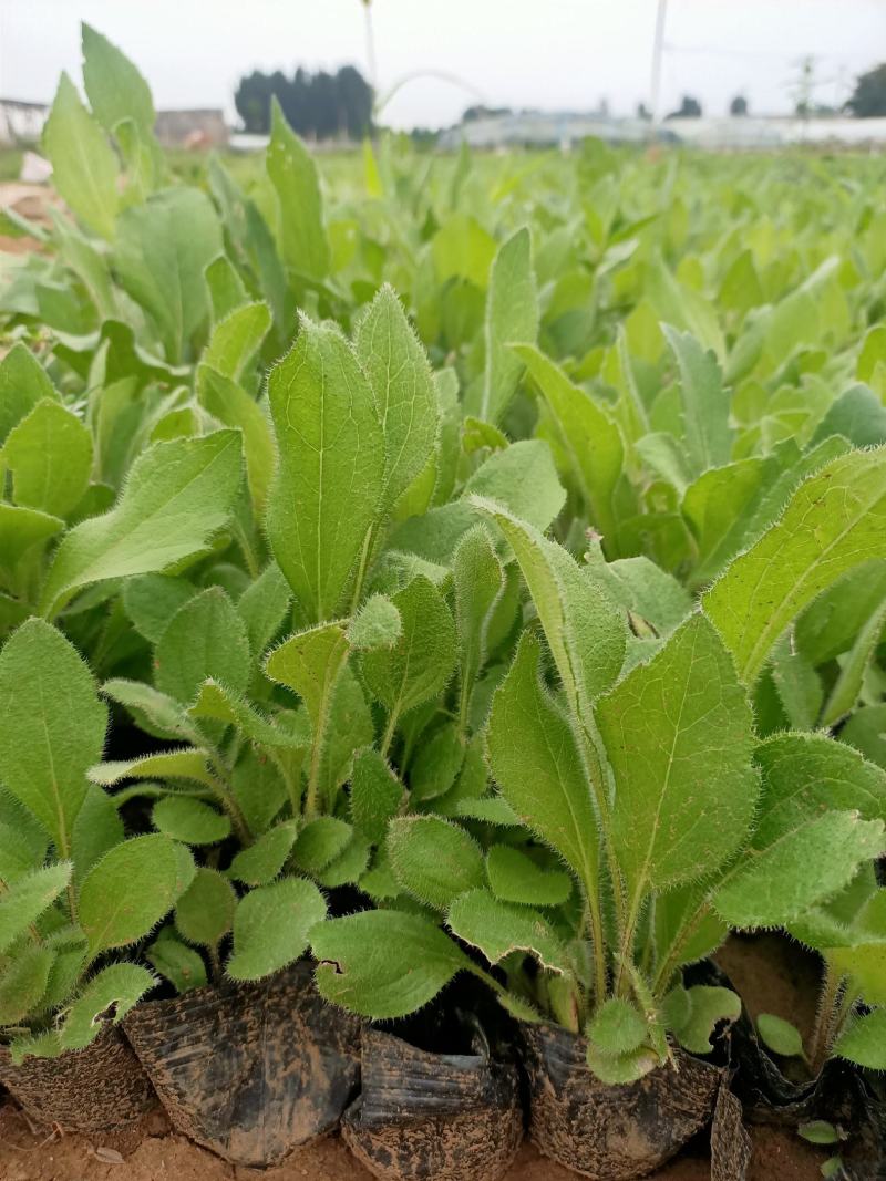 黑心菊青州学起花卉基地直发随时视频看货