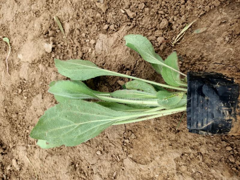黑心菊青州学起花卉基地直发随时视频看货