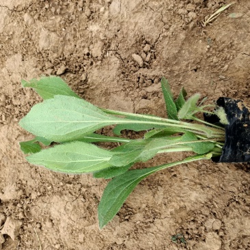黑心菊青州学起花卉基地直发随时视频看货