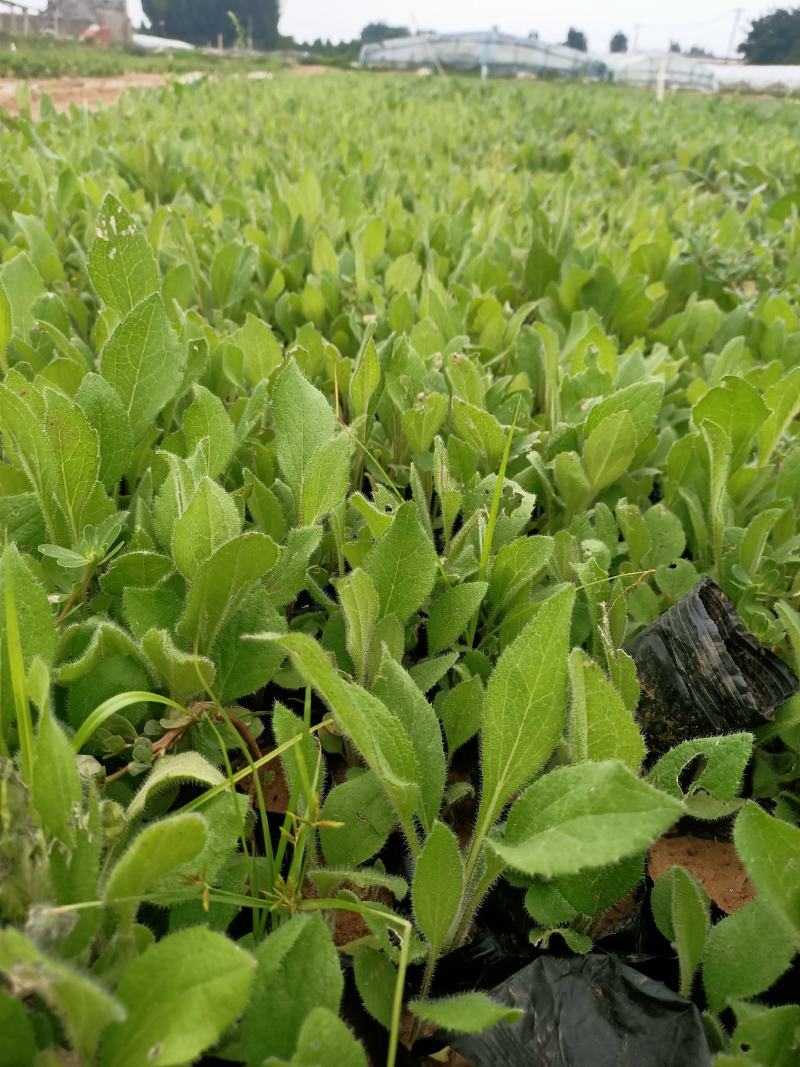 黑心菊青州学起花卉基地直发随时视频看货