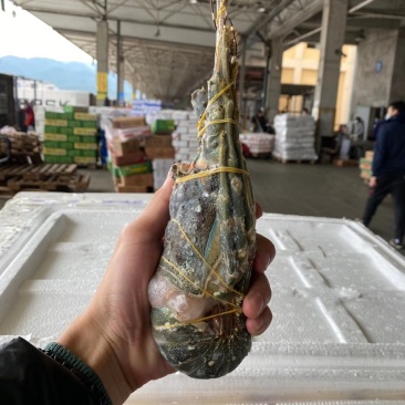 越南小青龙