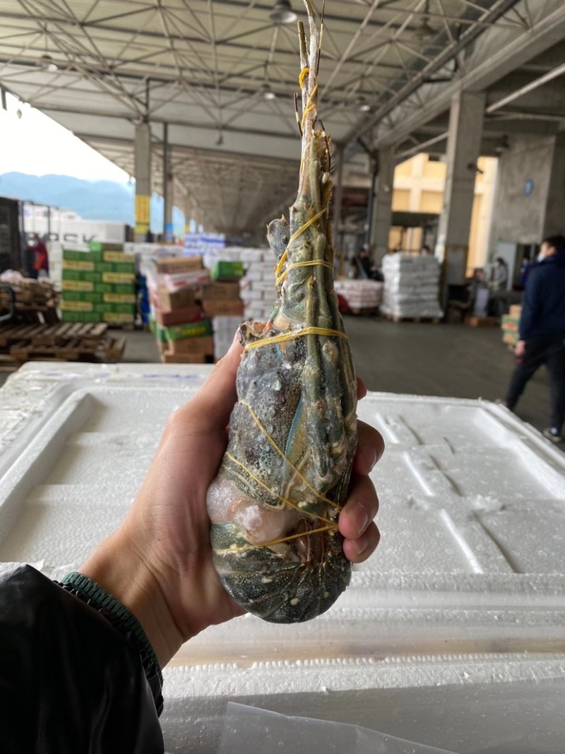 越南小青龙