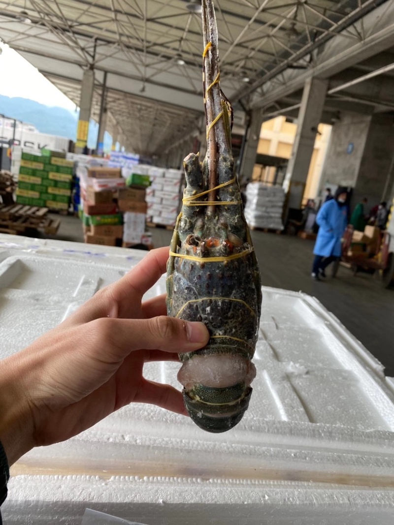 越南小青龙