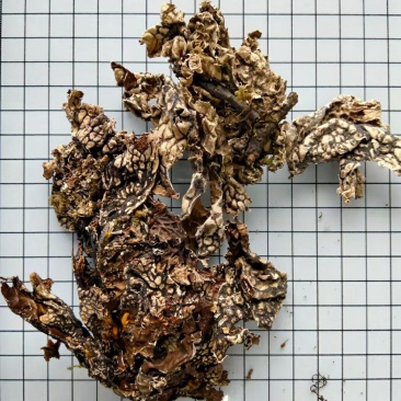 老龙皮干货常年经营各种中药材！