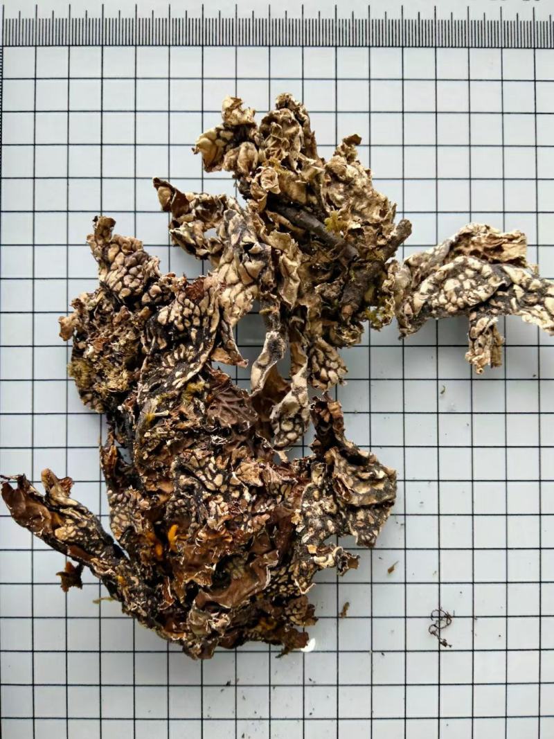 老龙皮干货常年经营各种中药材！
