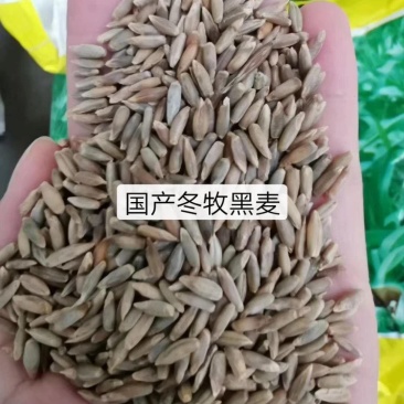 冬牧70黑麦草，冬季牧草种子，北方抗寒品种