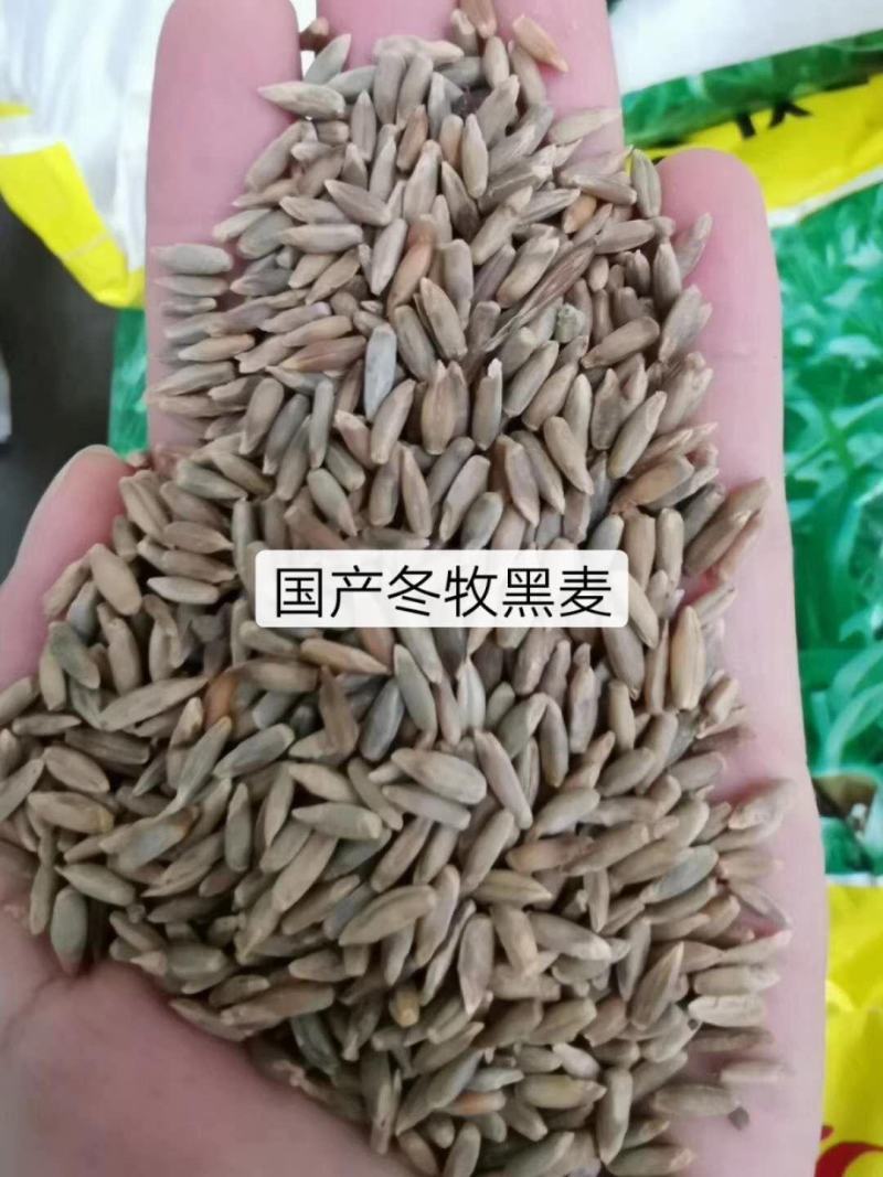 冬牧70黑麦草，冬季牧草种子，北方抗寒品种