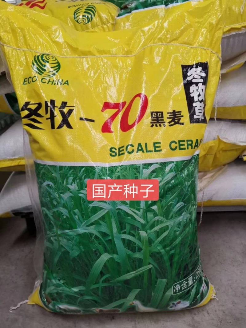 冬牧70黑麦草，冬季牧草种子，北方抗寒品种
