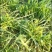 冬牧70黑麦草，冬季牧草种子，北方抗寒品种