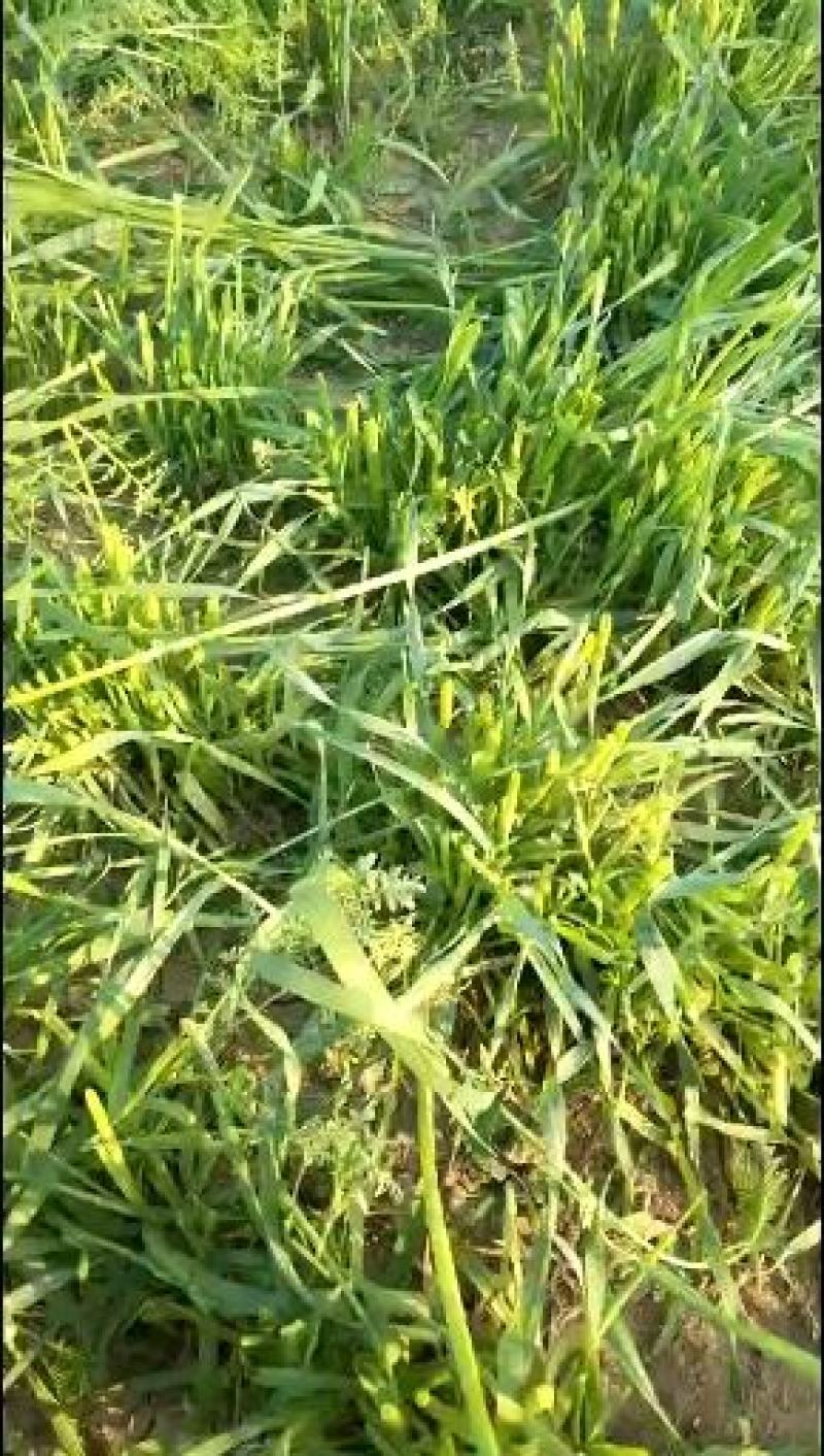 冬牧70黑麦草，冬季牧草种子，北方抗寒品种