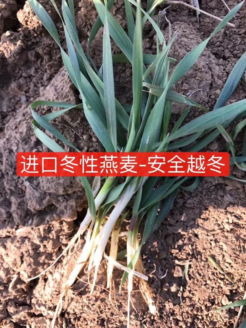 冬牧70黑麦草，冬季牧草种子，北方抗寒品种
