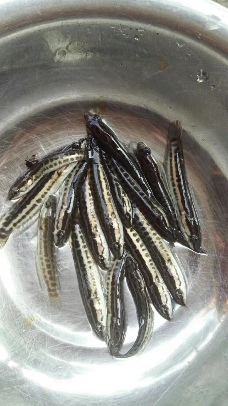 黑鱼水花苗