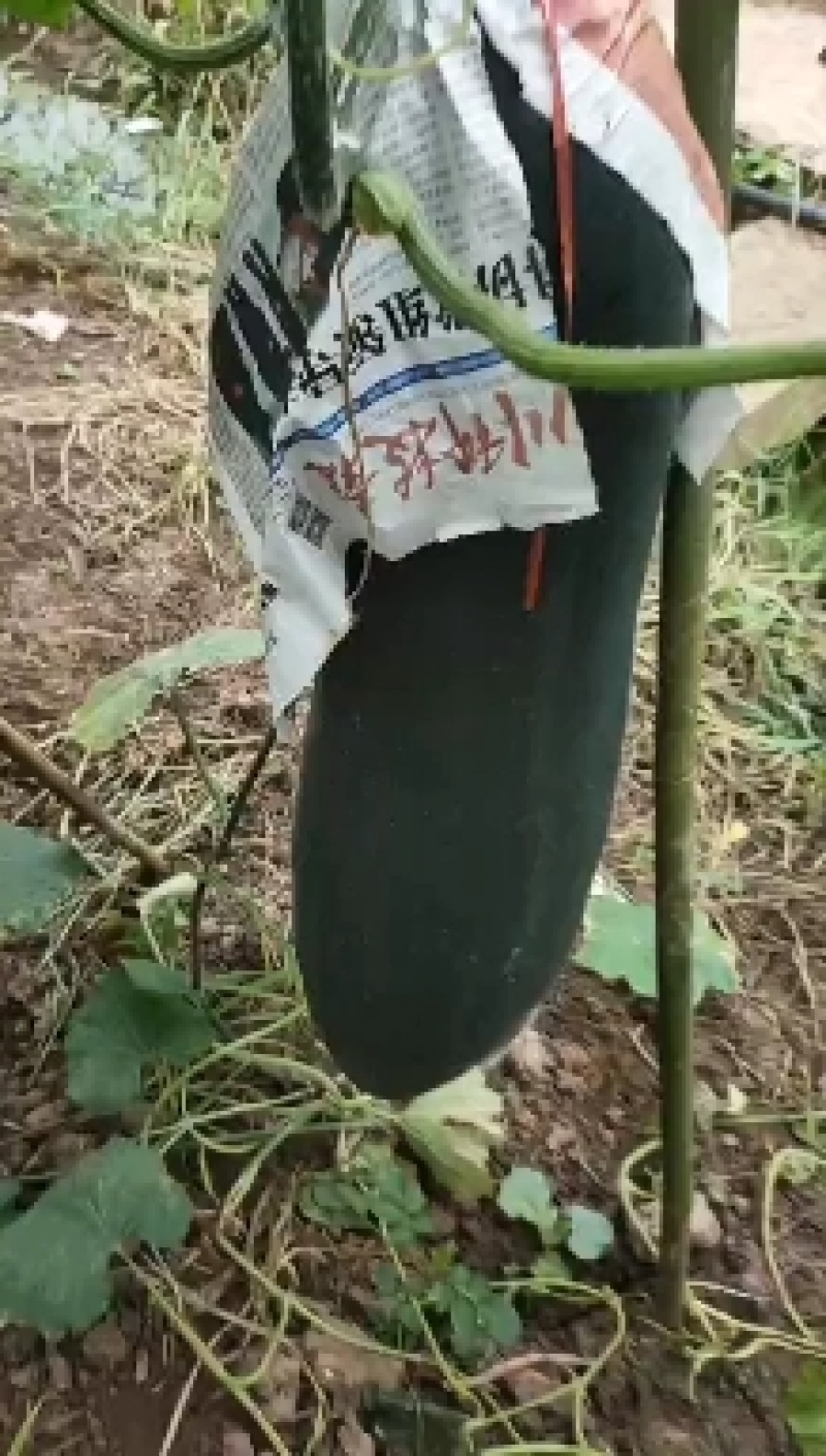 吊冬瓜，个头大，伸展，瓜型好，肉厚
