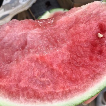 宁夏精品美都麒麟无籽瓜高糖度干瓤口欢迎来电咨询