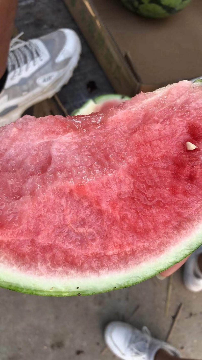 宁夏精品美都麒麟无籽瓜高糖度干瓤口欢迎来电咨询