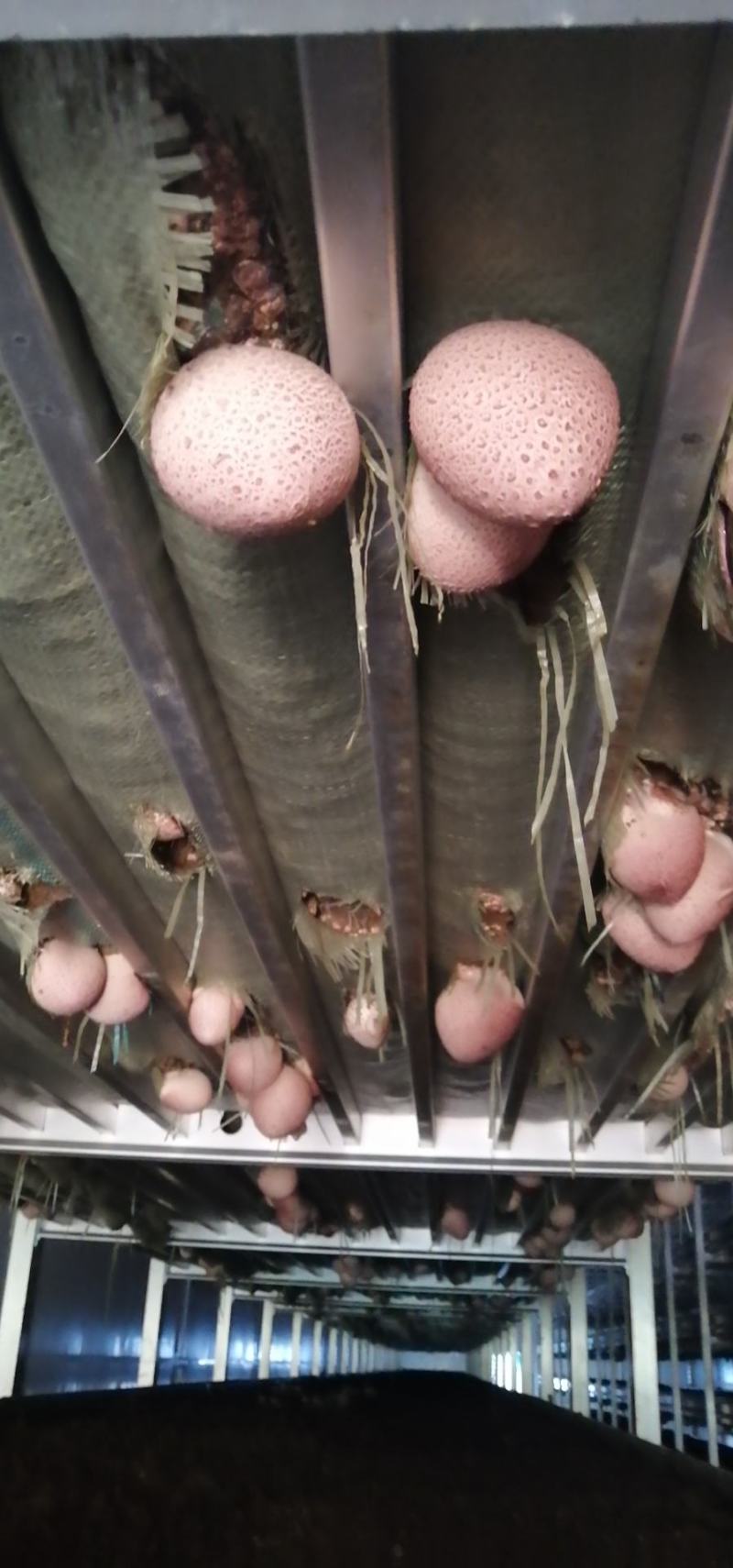 红托竹荪菌大量现货，低价促销，买到就是赚到，发家致富好项