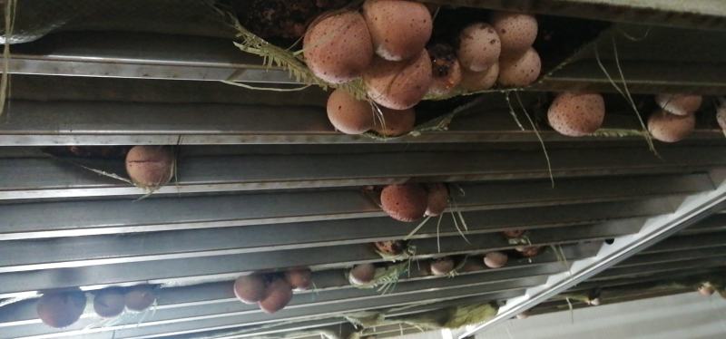 红托竹荪菌大量现货，低价促销，买到就是赚到，发家致富好项