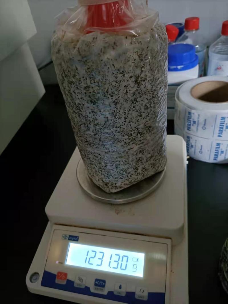 红托竹荪菌大量现货，低价促销，买到就是赚到，发家致富好项