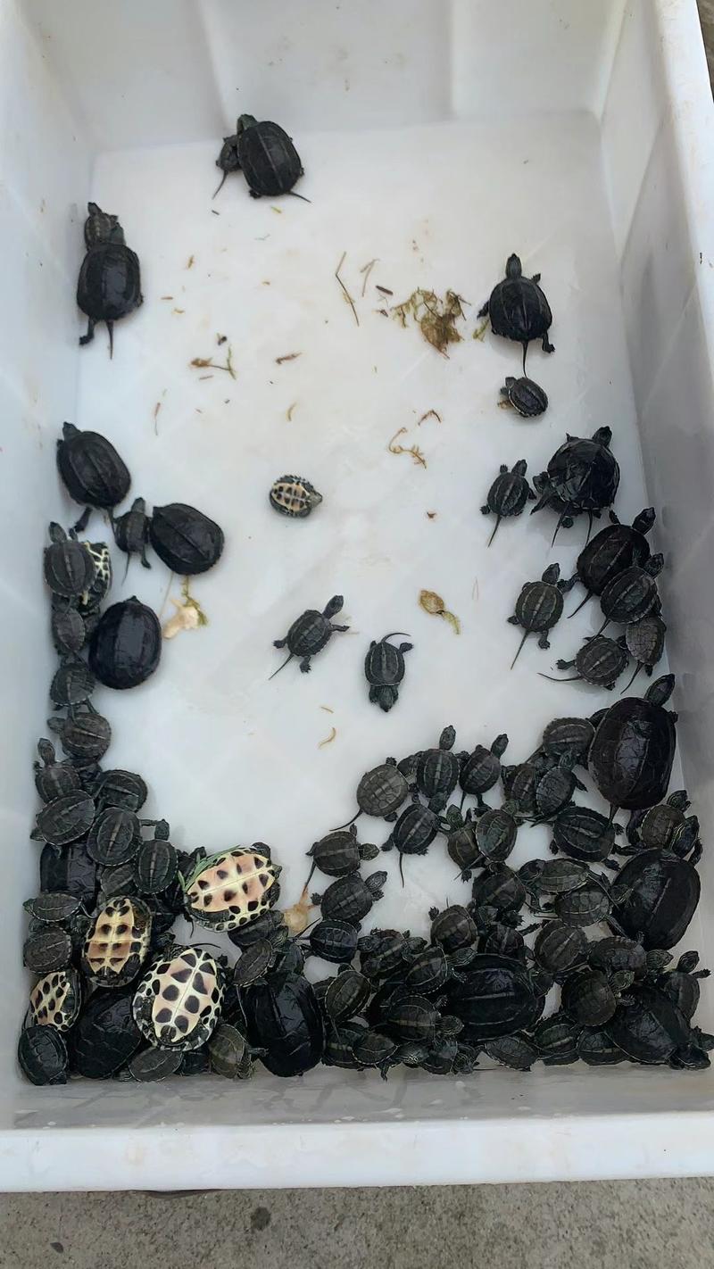 湖北荆州精品草龟苗大量上市少量精品变异龟苗