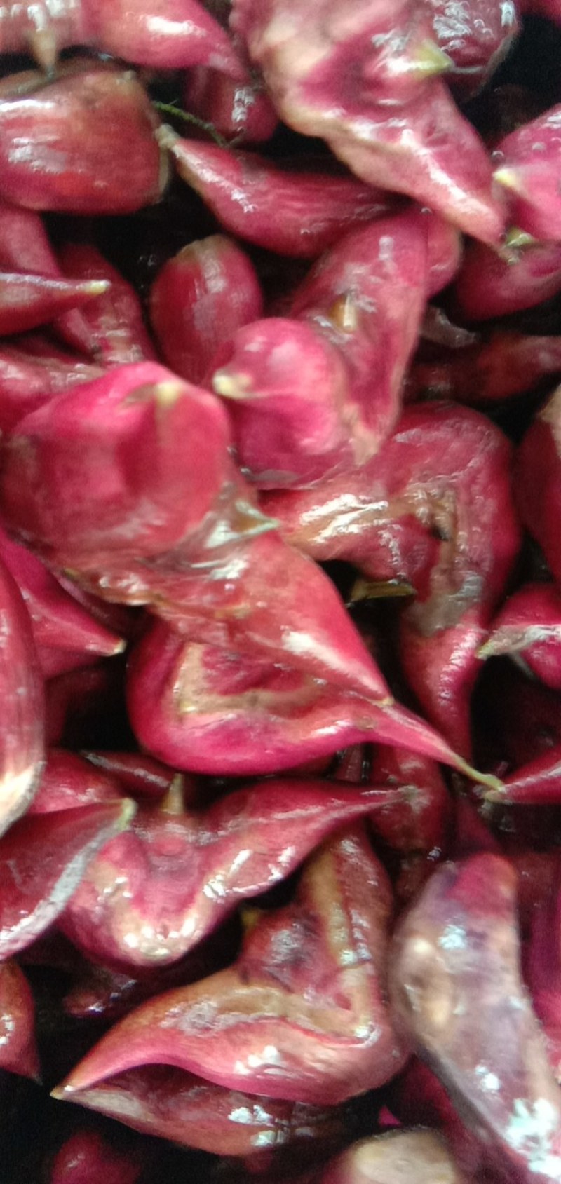 湖北特产，青菱角，红菱角，