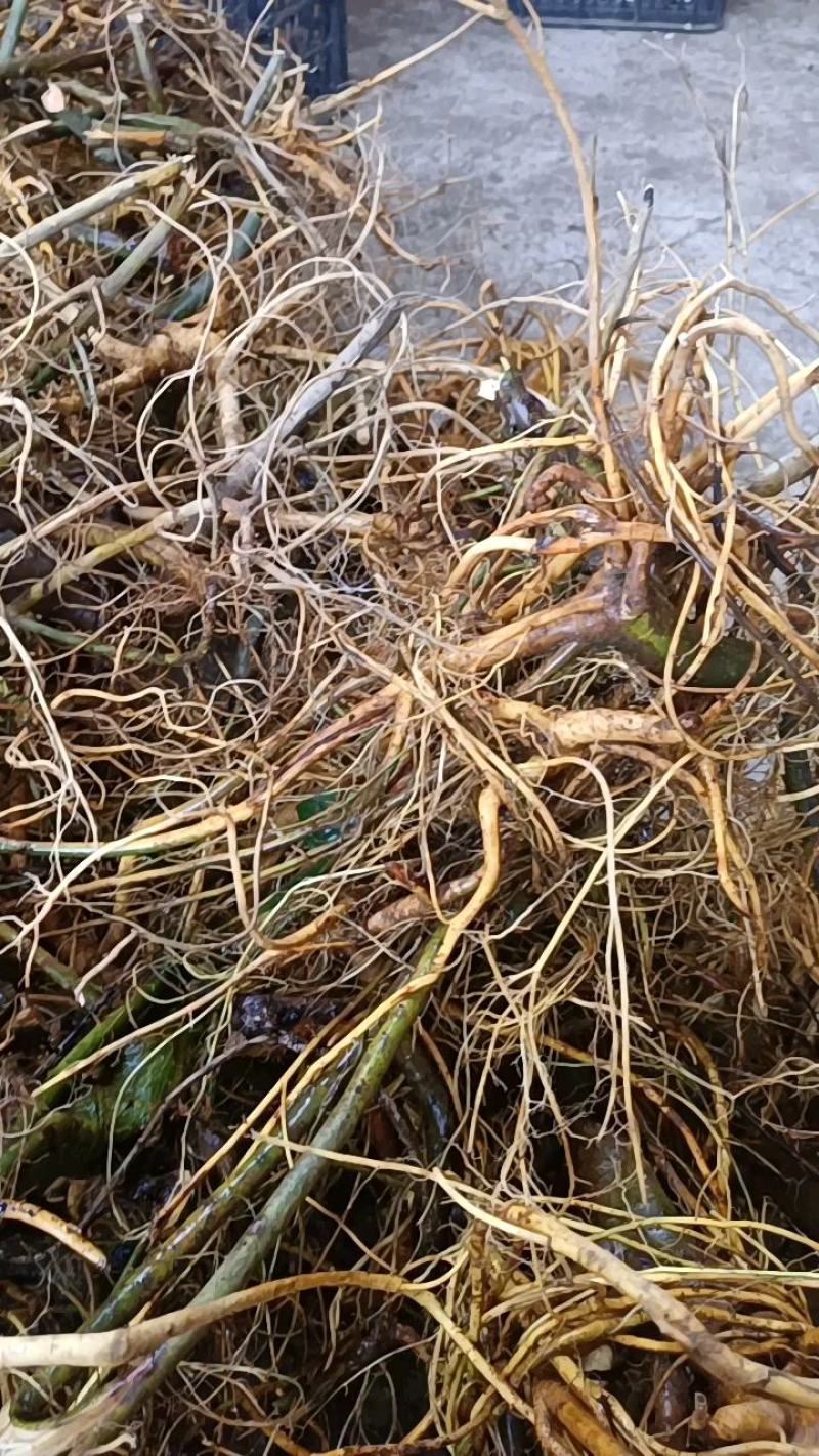 广西大山野生白花牛奶根！新鲜通货!无硫干货小扎把。