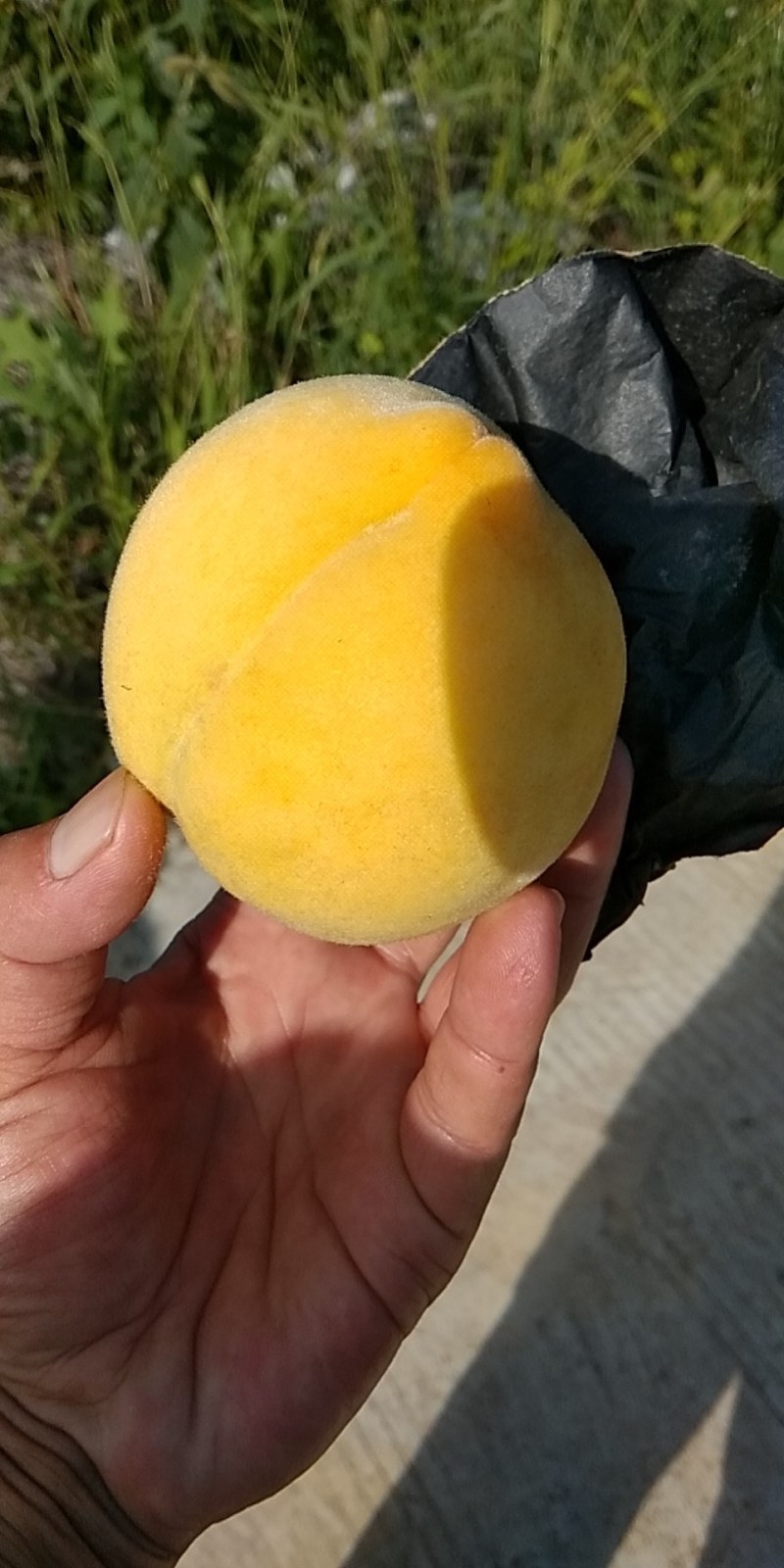 黄金李
