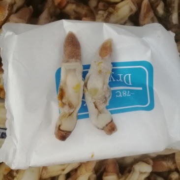 蛏王肉无冰衣蛏王肉速冻发货20斤装连云港海头发货