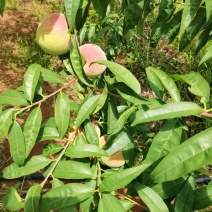 汁多皮薄，甜脆