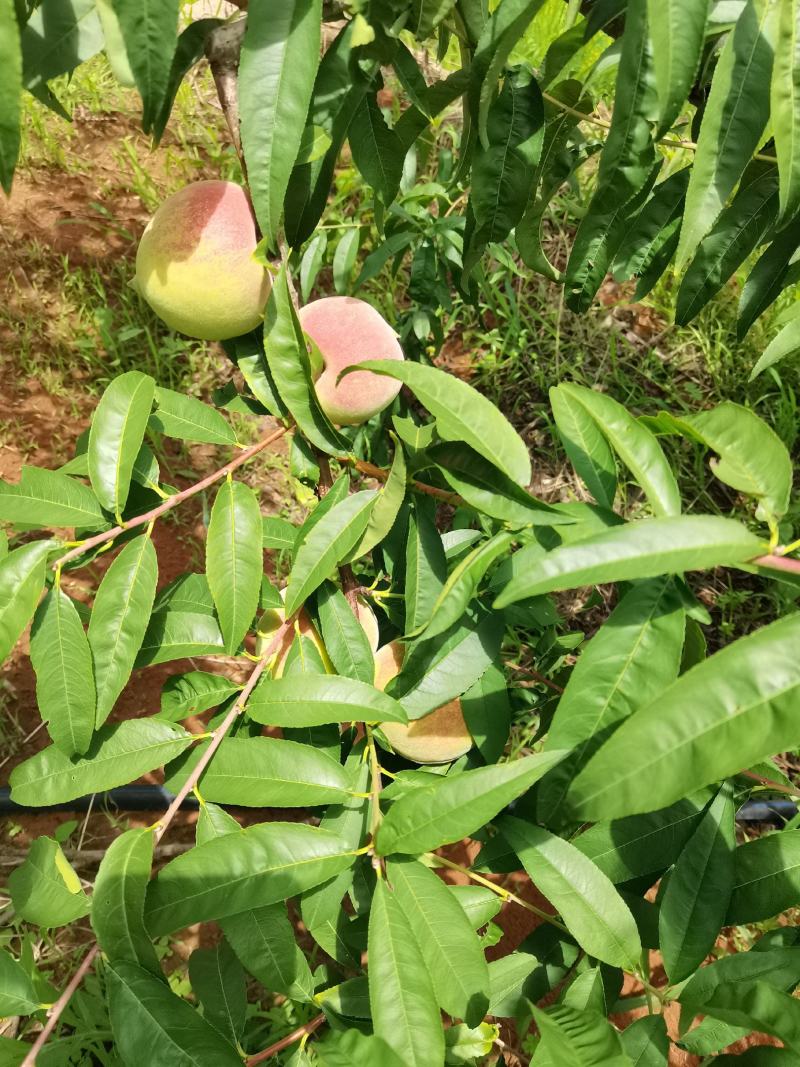 汁多皮薄，甜脆