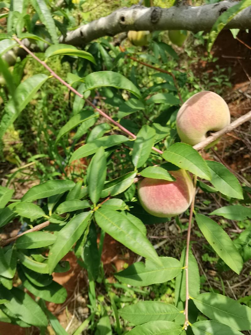 汁多皮薄，甜脆