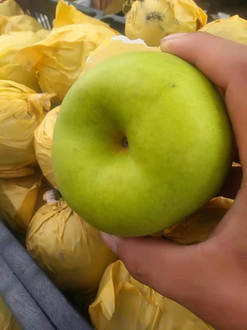 【实力推荐】精品翠冠梨产地直销全国发货保质保量！