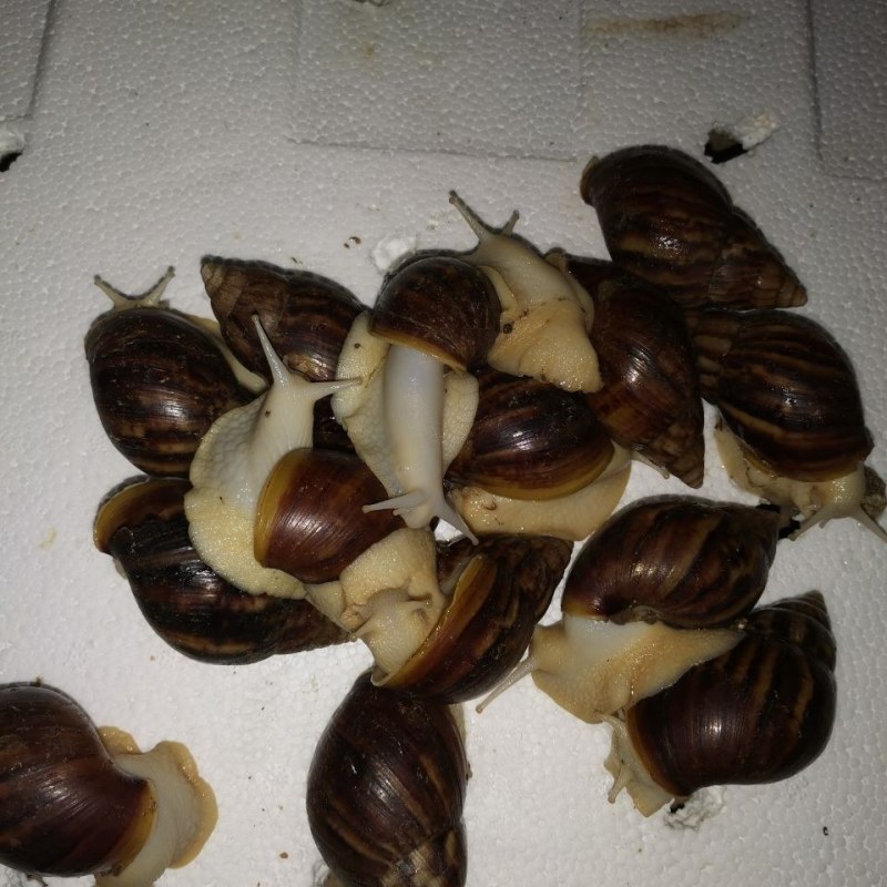 怀孕白玉蜗牛临产种蜗牛,送养殖养殖孵化技术,养殖场直供
