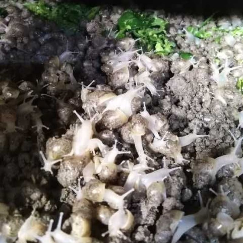 怀孕白玉蜗牛临产种蜗牛,送养殖养殖孵化技术,养殖场直供
