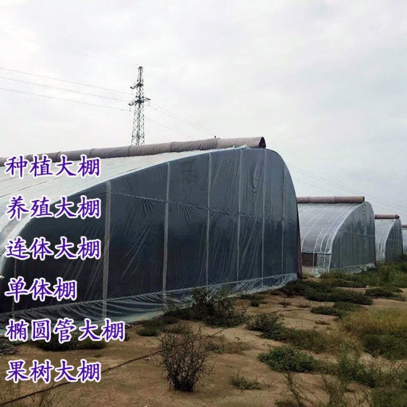 怀孕白玉蜗牛临产种蜗牛,送养殖养殖孵化技术,养殖场直供