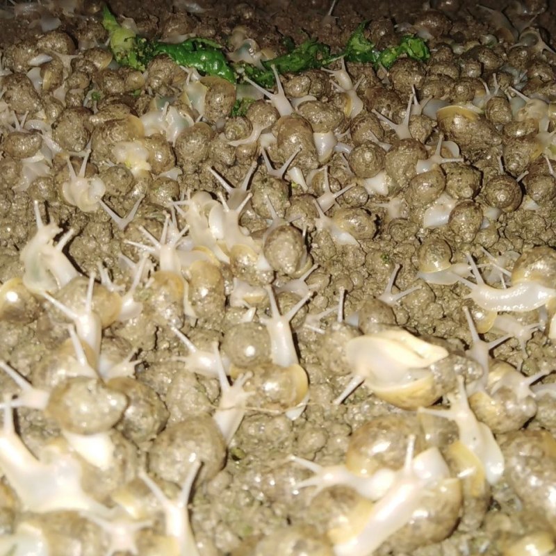 怀孕白玉蜗牛临产种蜗牛,送养殖养殖孵化技术,养殖场直供