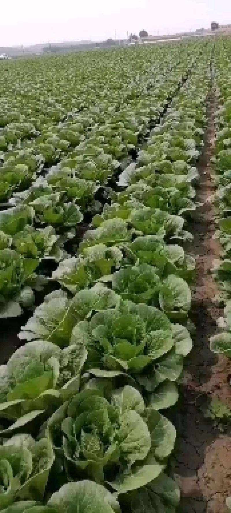 叶菜类