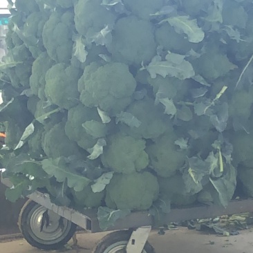 精品西蓝花大量上市，需要的联系