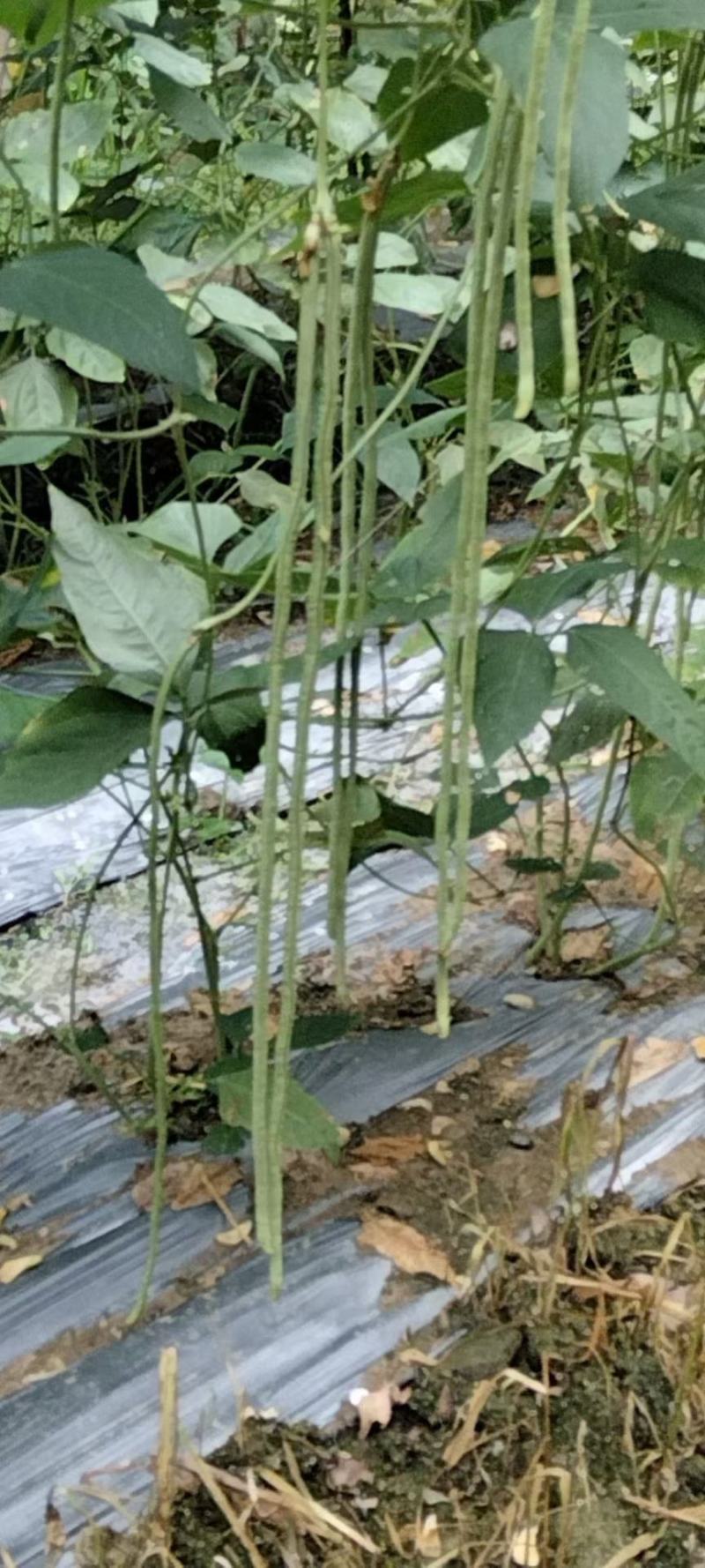 豆角