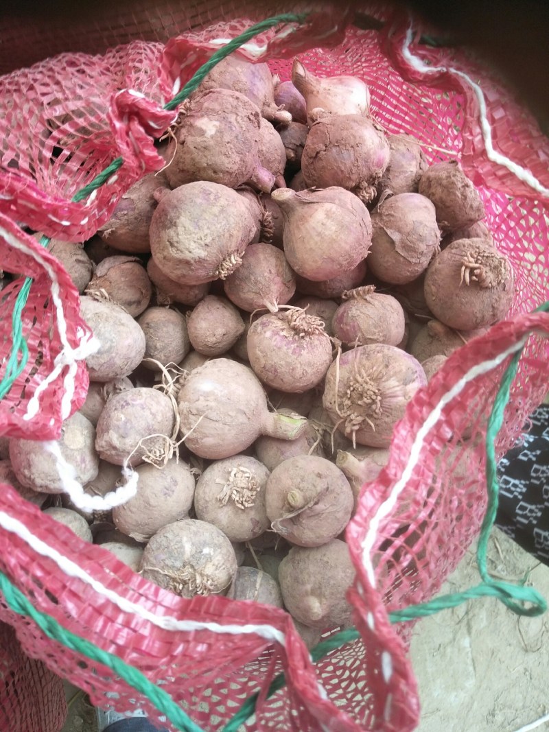 大蒜，本地种的紫皮，个大，味道浓烈