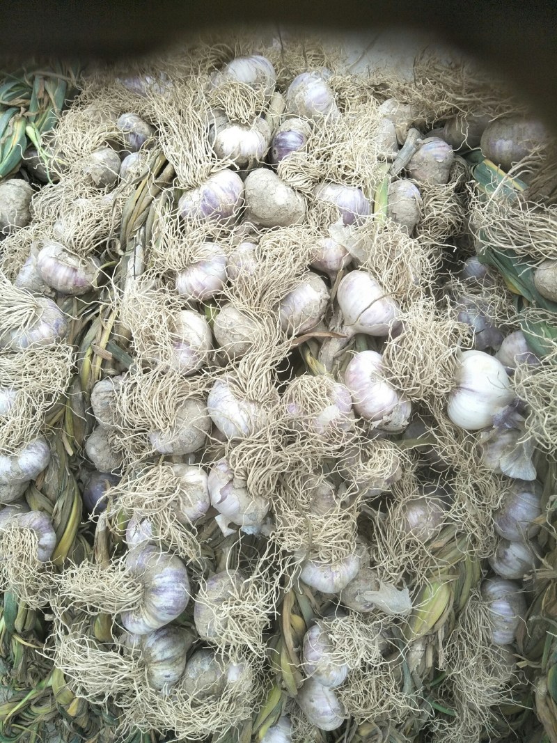 大蒜，本地种的紫皮，个大，味道浓烈