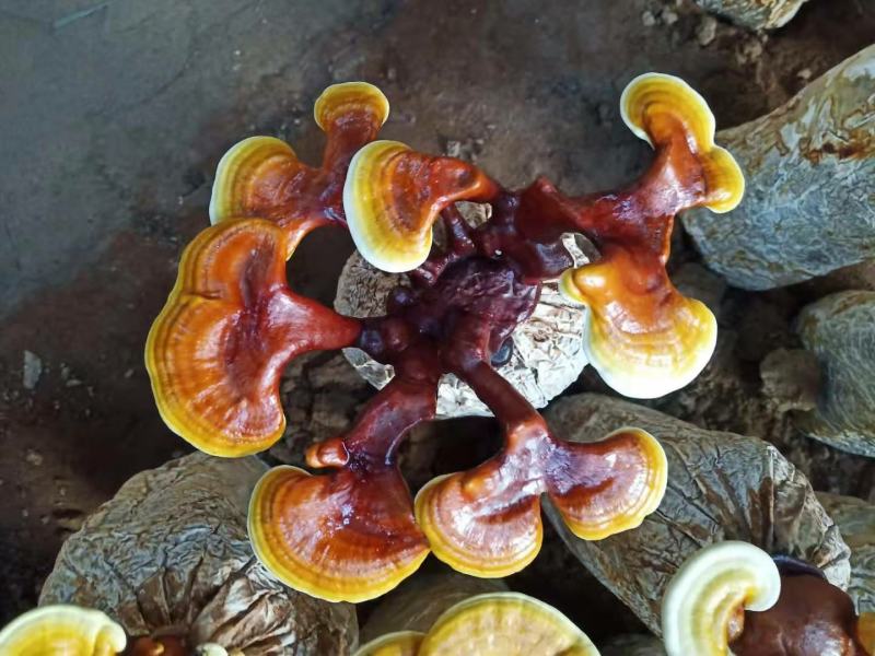 灵芝花初张成