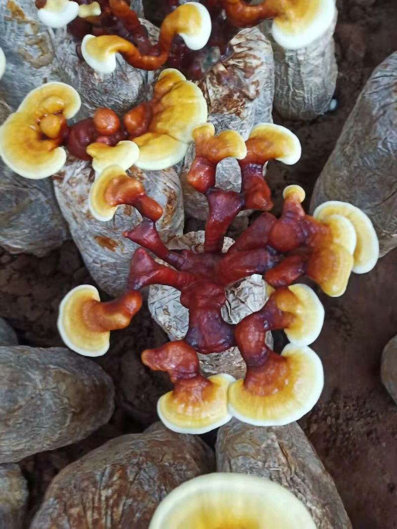 灵芝花初张成